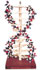 DNAモデル