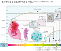 水の中の小さな生物プレパラートセット