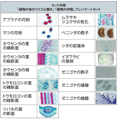 「植物の体のつくりと働き」「植物の仲間」プレパラートセット