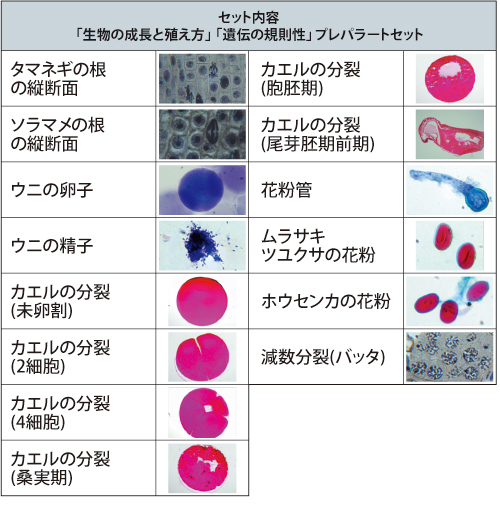 「生物の成長と殖え方」「遺伝の規則性」プレパラートセット