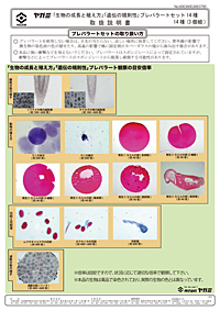 「生物の成長と殖え方」「遺伝の規則性」プレパラートセット