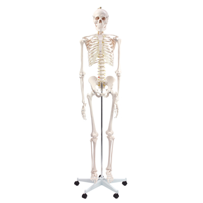 人体骨格模型　YS-180　